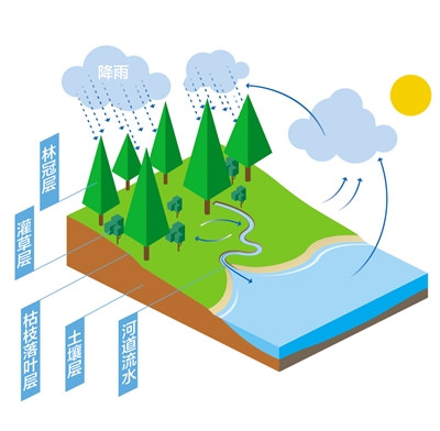 森林為什么是“水庫”？
