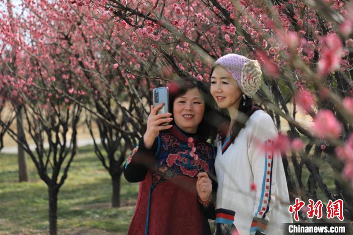 市民在梅花樹下拍照。　鄧小強 攝