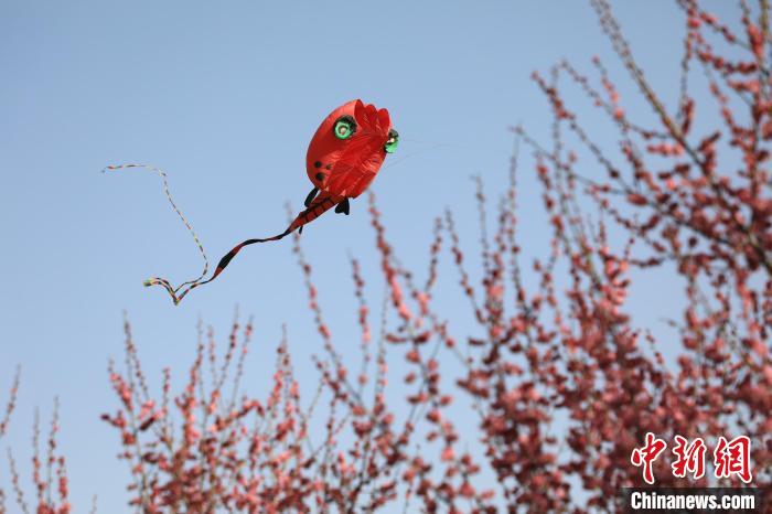 風箏在花中飛舞。　鄧小強 攝