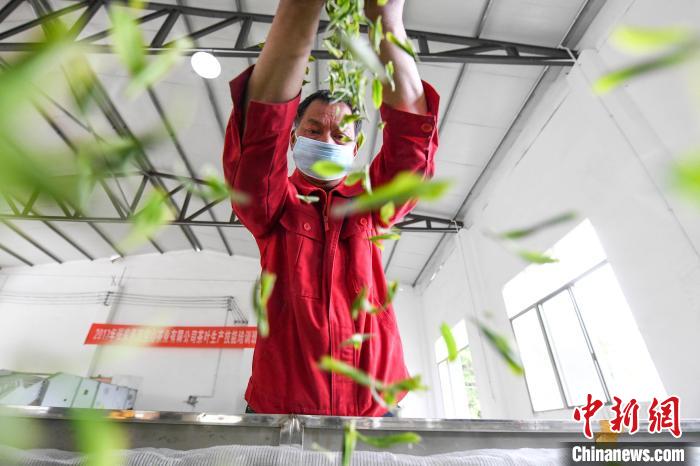 村民將茶葉攤青晾干?！钊A峰 攝