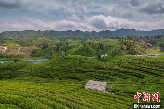 貴定縣云霧茶園。　唐哲 攝