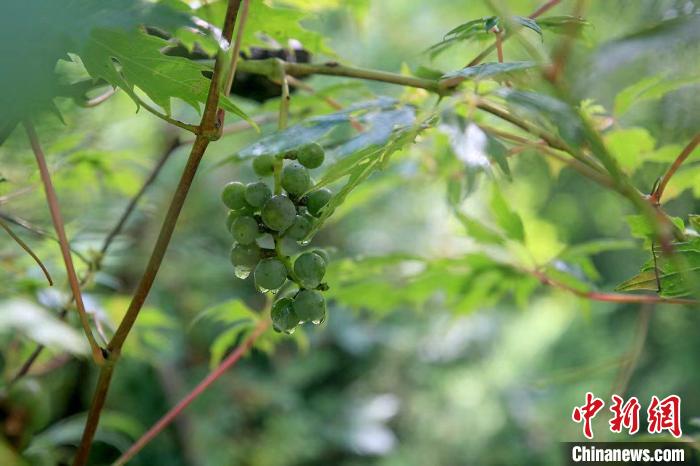 野生動物在北京：如何筑牢生物多樣性“保護(hù)網(wǎng)”？