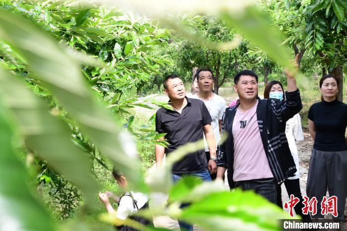 游客在欣賞栗樹花?！『略破?攝