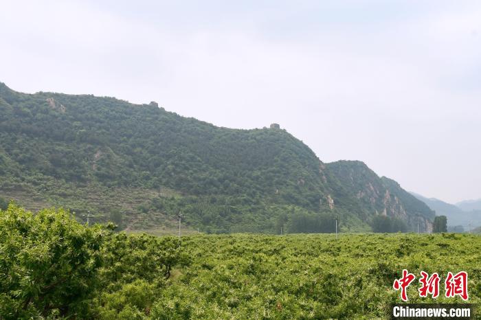 長城腳下萬畝栗花綻放，散發(fā)出淡淡清香。　郝云崎 攝