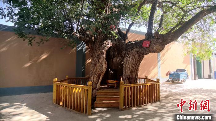 圖為阿河灘地質(zhì)文化村樹齡高達800年的空心古榆樹?！埡ｖ?攝