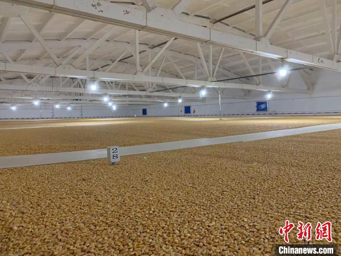倉內(nèi)清涼干爽、遍地金黃，上千平方米的糧食盡收眼底?！⊥趸萘?攝