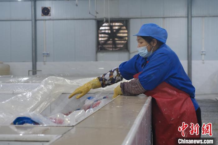 圖為一名工人正在檢查酸筍腌制情況?！⒖÷?攝