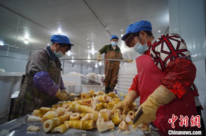 圖為多名工人正在將酸筍切成小塊?！№f國(guó)政 攝