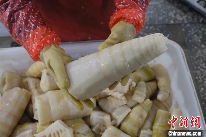 圖為整根腌制后撈出的酸筍。　劉俊聰 攝