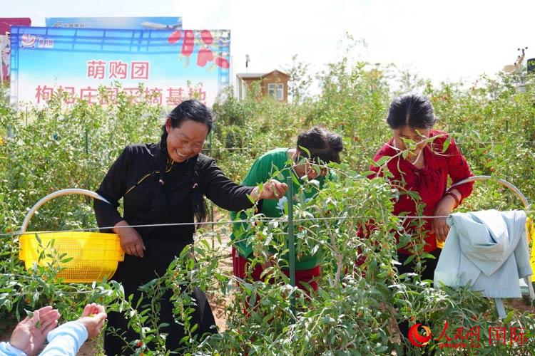 中寧縣來自西海固的移民大姐們一邊采摘新鮮枸杞一邊歌唱，笑由心生。人民網(wǎng)記者 何蒨攝
