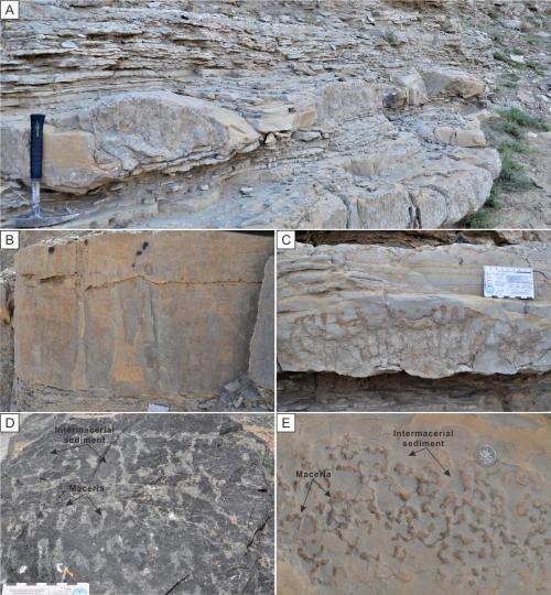 寒武系生物礁沉積模式示意圖。　南古所 供圖