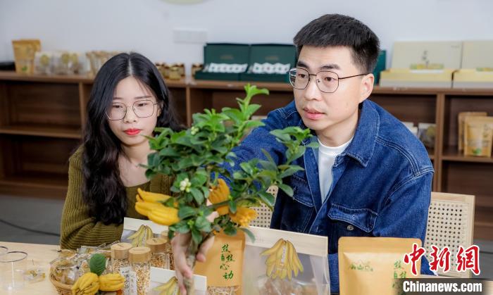 北山口村的佛手電商直播。　主辦方供圖