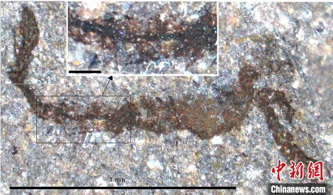 一個類似于寒武紀大附肢綱節(jié)肢動物Yohoia的新物種(圖片來自Joe Botting)。　施普林格·自然 供圖