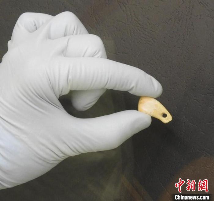 打孔鹿牙墜飾提取DNA后(圖片來自馬克斯·普朗克演化人類學(xué)研究所)。　施普林格·自然 供圖