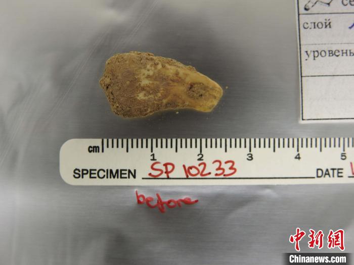 打孔鹿牙墜飾提取DNA前(圖片來自馬克斯·普朗克演化人類學(xué)研究所)?！∈┢樟指瘛ぷ匀?供圖