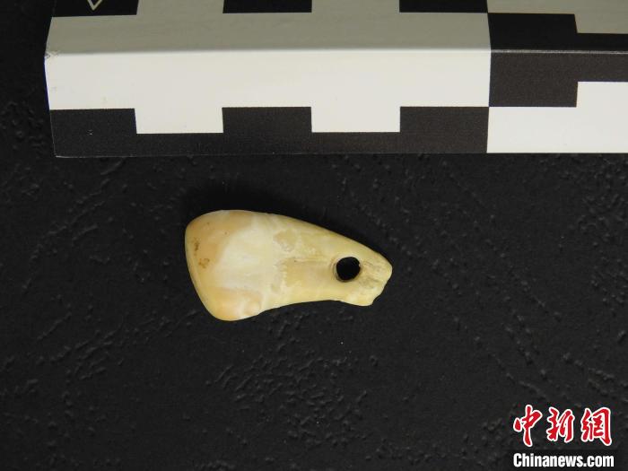 在南西伯利亞丹尼索瓦洞發(fā)現(xiàn)的打孔鹿牙墜飾(圖片來自馬克斯·普朗克演化人類學(xué)研究所)?！∈┢樟指瘛ぷ匀?供圖