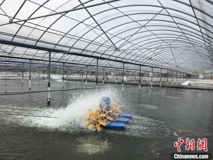 南美白對(duì)蝦養(yǎng)殖基地?！∠笊轿r蟹科技小院供圖