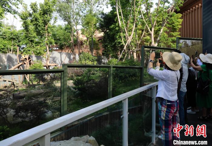 海外華文媒體近距離參觀大熊貓，探尋大熊貓的“大運情緣”?！⊥趵?攝