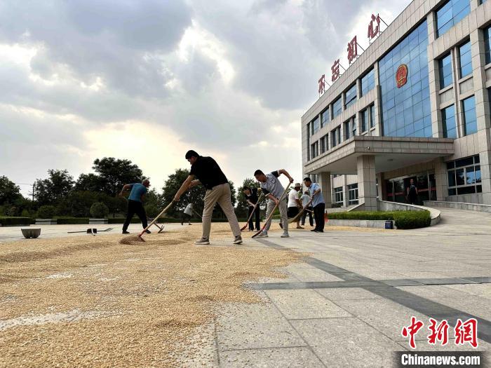 平原縣組織志愿者幫助農民晾曬小麥?！垈?攝