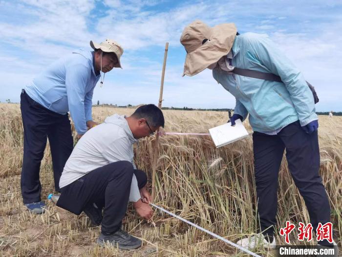 去年新疆冬小麥高產(chǎn)紀(jì)錄是863.8公斤?！⊙Μ| 攝