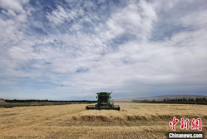 894.3公斤！石河子一麥田再創(chuàng)新疆冬小麥畝產(chǎn)新高