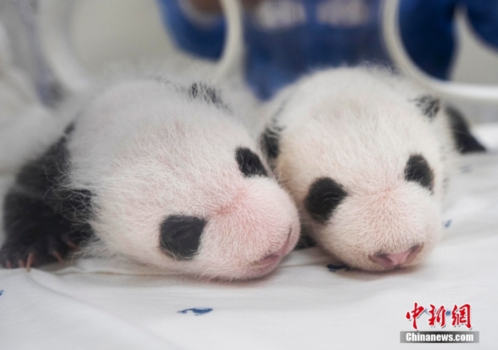 當(dāng)?shù)貢r(shí)間8月7日，韓國三星愛寶樂園公布雌性雙胞胎大熊貓幼崽(左為姐姐，右為妹妹)于6日拍攝的滿月照。愛寶樂園 供圖
