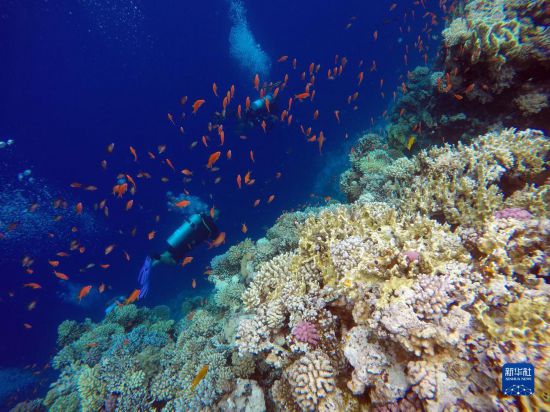  10月2日，人們在埃及西奈半島達哈布藍洞內(nèi)的珊瑚旁深潛。新華社記者 隋先凱 攝