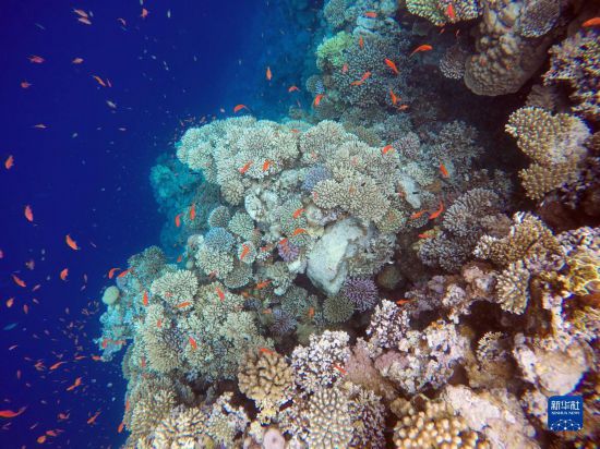  這是10月2日在埃及西奈半島達哈布藍洞內(nèi)拍攝的珊瑚和魚類。新華社記者 隋先凱 攝