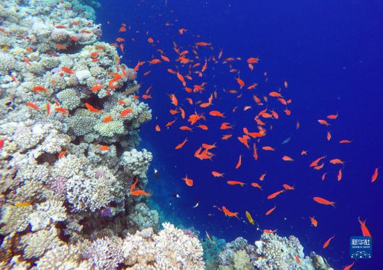  這是10月2日在埃及西奈半島達哈布藍洞內(nèi)拍攝的珊瑚和魚類。新華社記者 隋先凱 攝