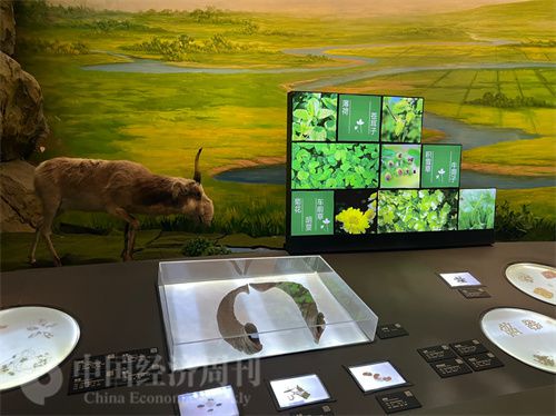   （中醫(yī)藥博物館展出的各類中藥材令人應(yīng)接不暇。中國(guó)經(jīng)濟(jì)周刊記者 郭志強(qiáng) 攝）