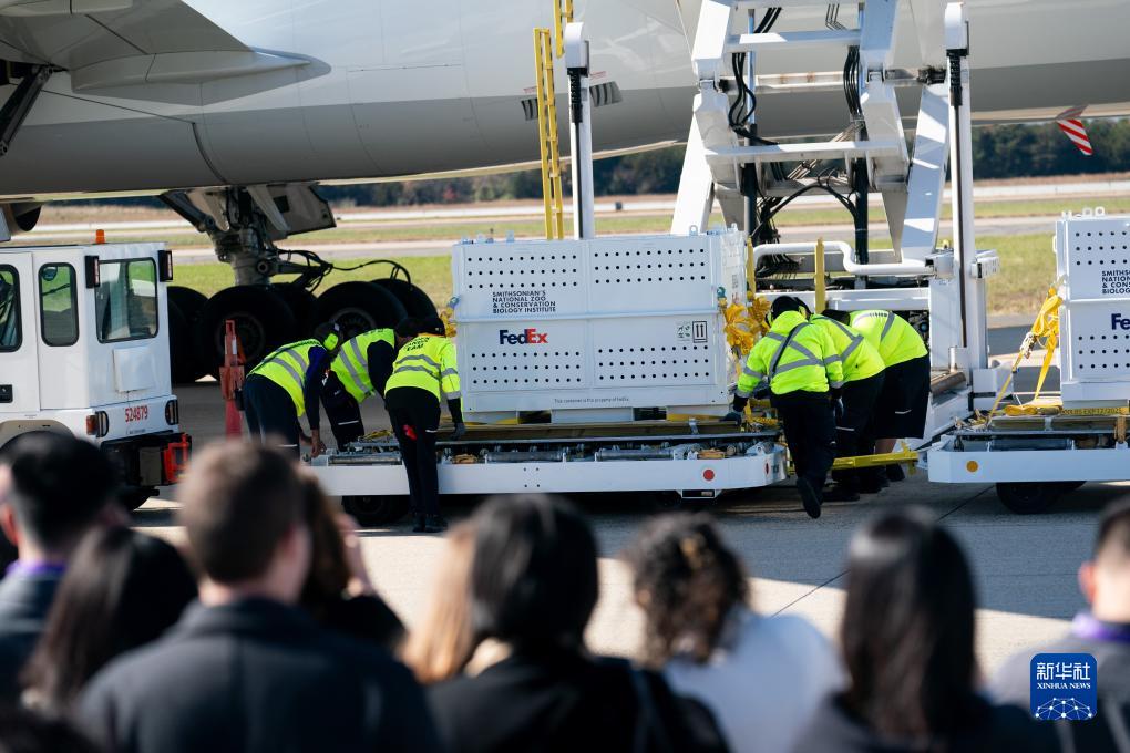 11月8日，在美國弗吉尼亞州的華盛頓杜勒斯國際機場，裝有大熊貓的特制“旅行包廂”準(zhǔn)備運上專機。新華社記者劉杰攝