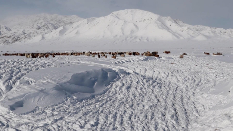 蒙古國近日發(fā)生雪災(zāi)。圖片來源:蒙政府網(wǎng)站