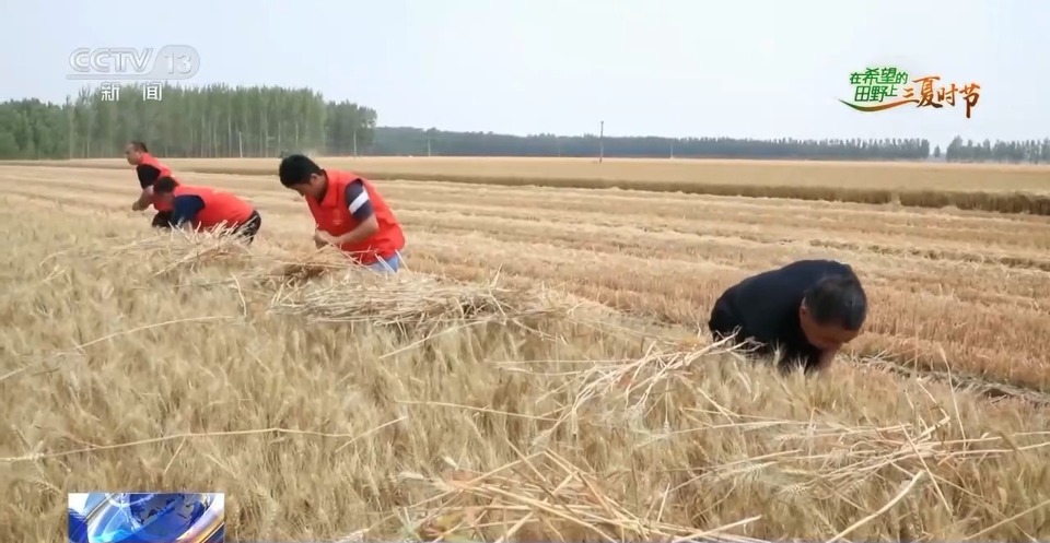 “三夏”生產(chǎn)思維導(dǎo)圖安排上了！還有政府大院等你來“曬”