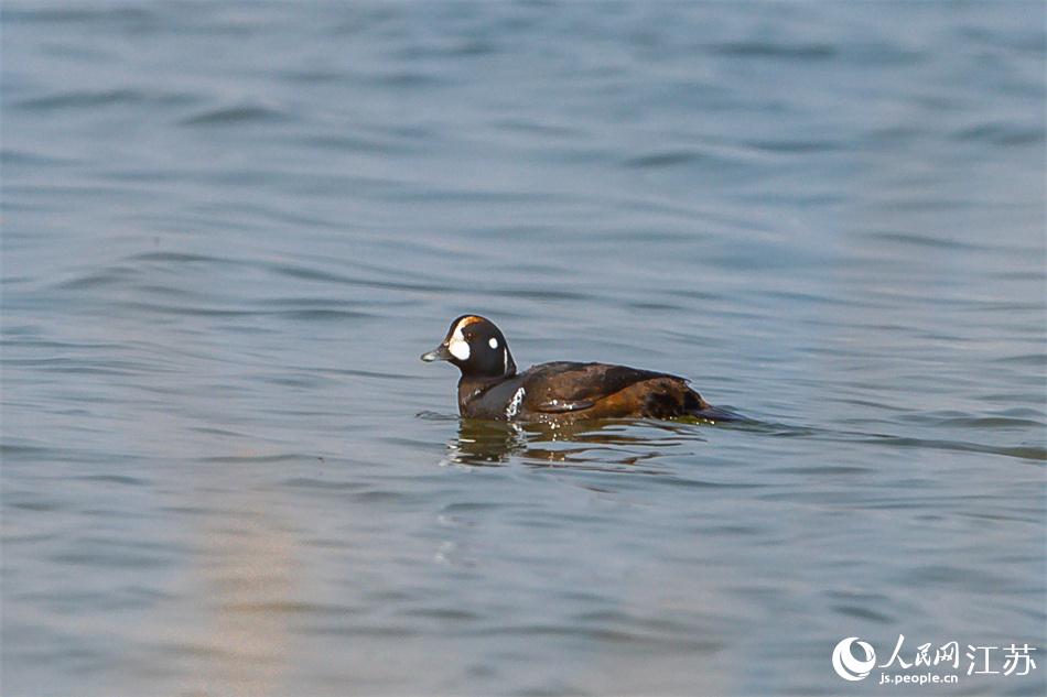 丑鴨首次現(xiàn)身鹽城黃海濕地。 周晨曦攝