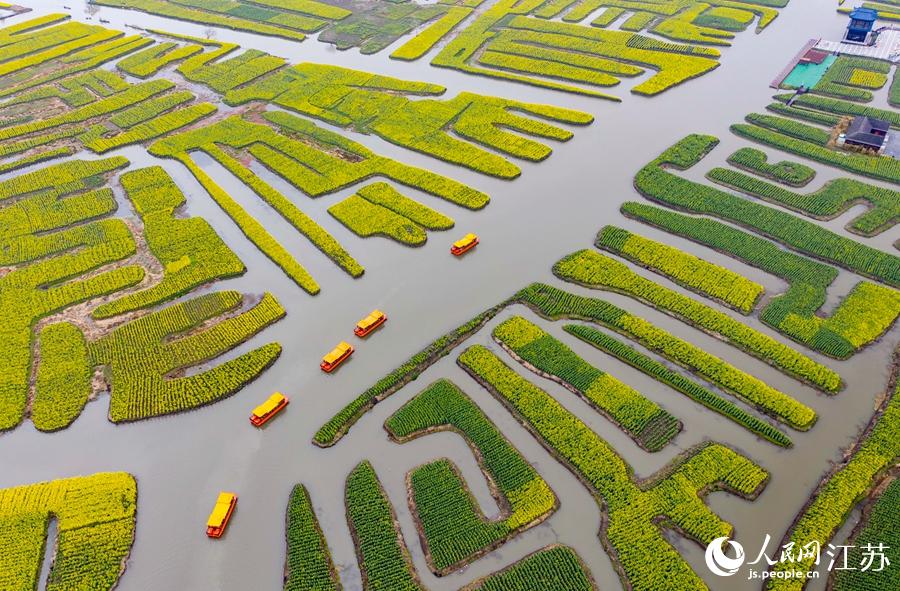 萬(wàn)畝“垛田”陸續(xù)披上金裝。周社根攝