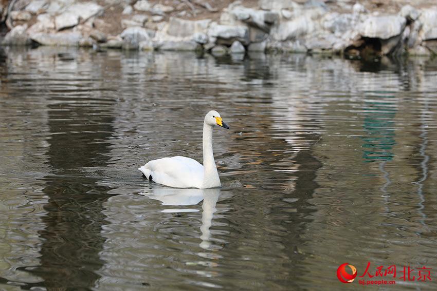 北京動(dòng)物園水禽湖上，水鳥游弋其中，傳遞春的消息。人民網(wǎng) 尹星云攝