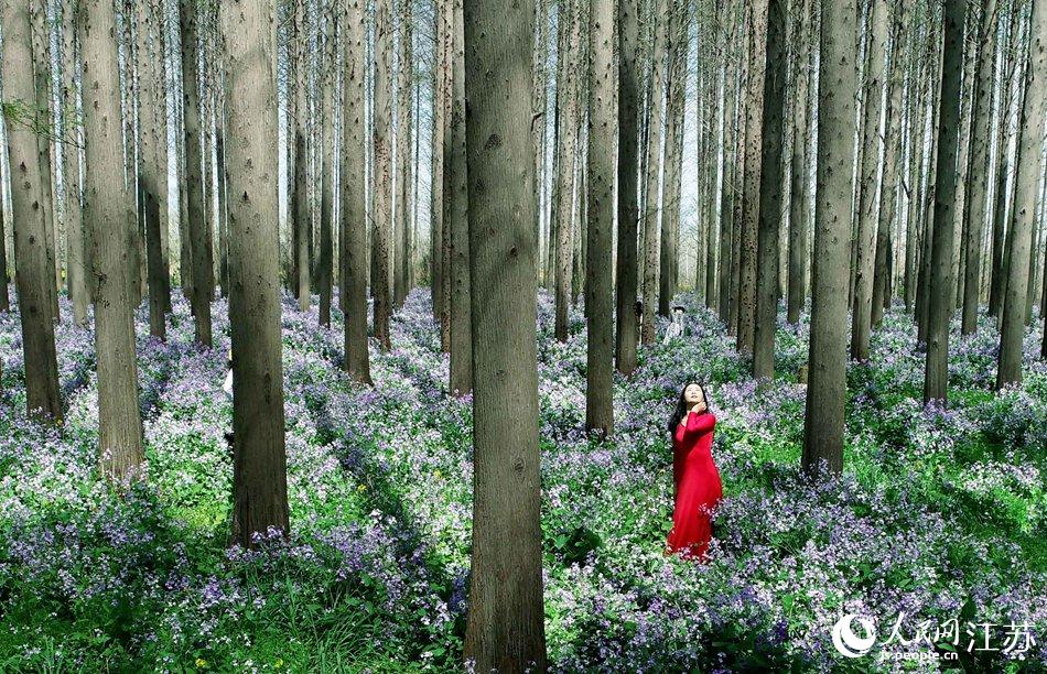 大地好像鋪上了夢幻般的地毯，分外迷人。陳義寶攝