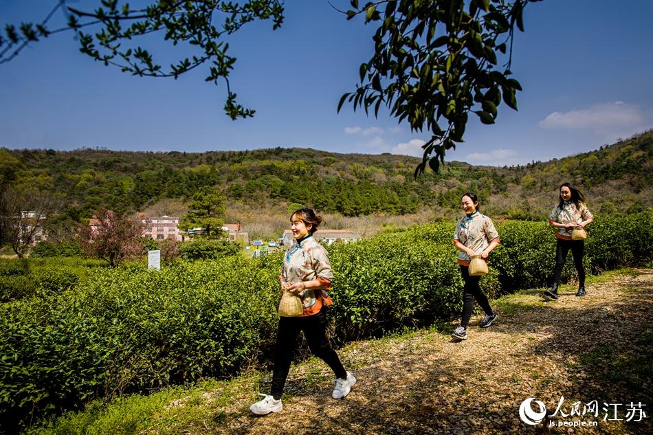 茶農(nóng)走進(jìn)茶園。浦克承攝
