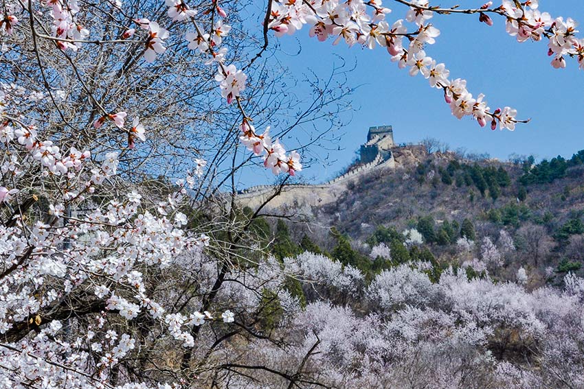 眼下，八達嶺長城內外春花爭艷。陸軍攝