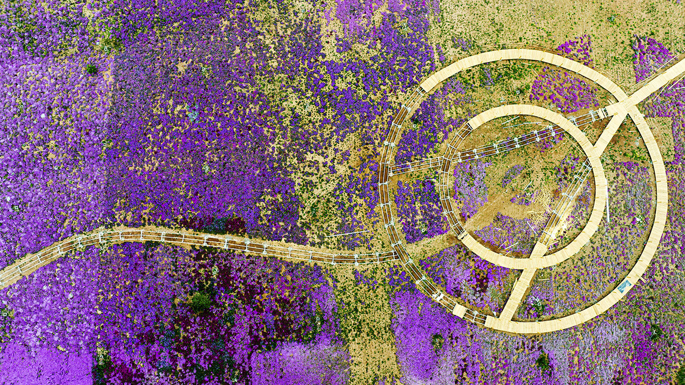 邯鄲市復(fù)興區(qū)德豐生態(tài)園的300畝芝櫻花進入最佳觀賞期。放眼望去，五彩音符和豎琴造型下的芝櫻花恰似披上了一層色彩斑斕的錦緞，蔚為壯觀。聶長青攝