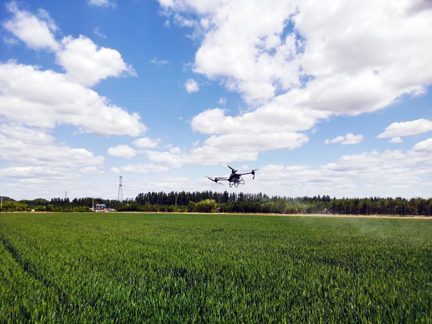 河北省遷安市扣莊鎮(zhèn)海沃之豐合作社利用植保無(wú)人機(jī)進(jìn)行“一噴三防”作業(yè)。 張友青攝