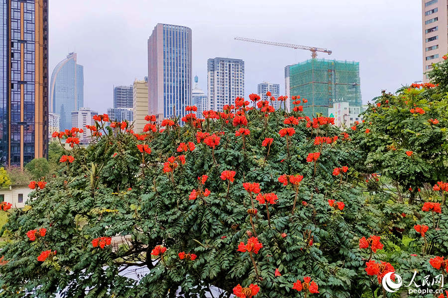 廈門火焰木進入盛放期。人民網(wǎng) 陳博攝