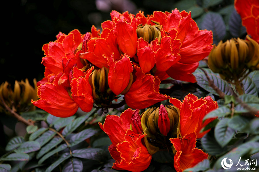 一朵朵紅花在枝葉頂端綻放。人民網(wǎng) 陳博攝