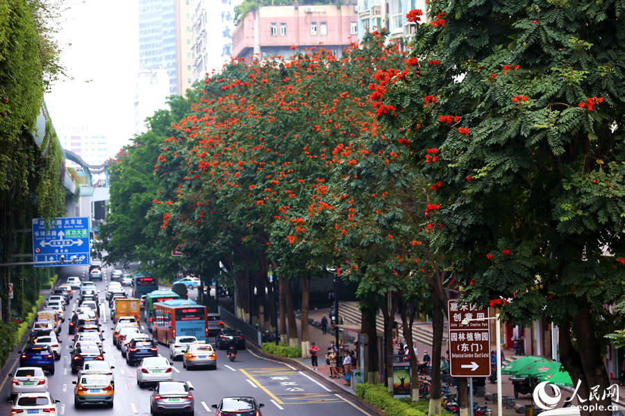 廈禾路兩側的行道樹頂猶如披上一層紅紗。人民網(wǎng) 陳博攝