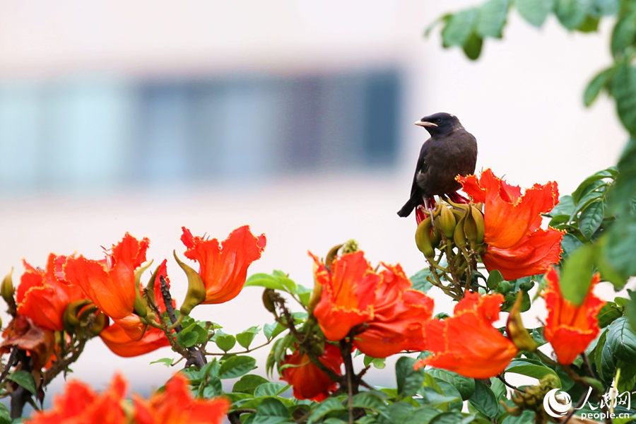 一只小鳥在火焰木花朵間眺望。人民網(wǎng) 陳博攝