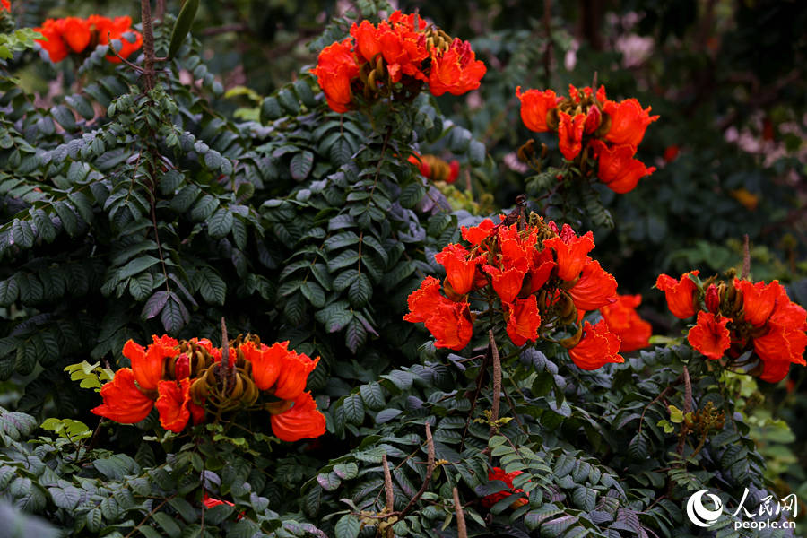 火焰木花朵聚成緊密的傘房式總狀花序。人民網(wǎng) 陳博攝