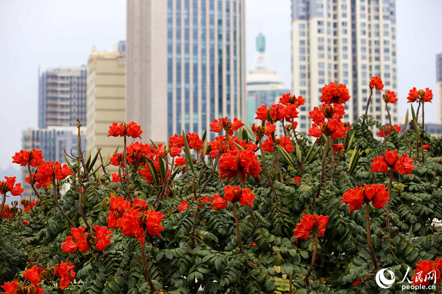 火焰木花朵在樹頂連片盛開。人民網(wǎng) 陳博攝