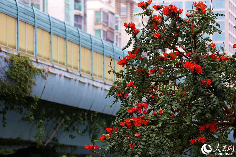 火焰木樹高10米以上，高度與BRT高架橋相當。人民網(wǎng) 陳博攝