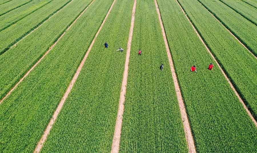 山東省鄒平市蔡家村高標(biāo)準(zhǔn)農(nóng)田，農(nóng)民在進(jìn)行去雜作業(yè)。