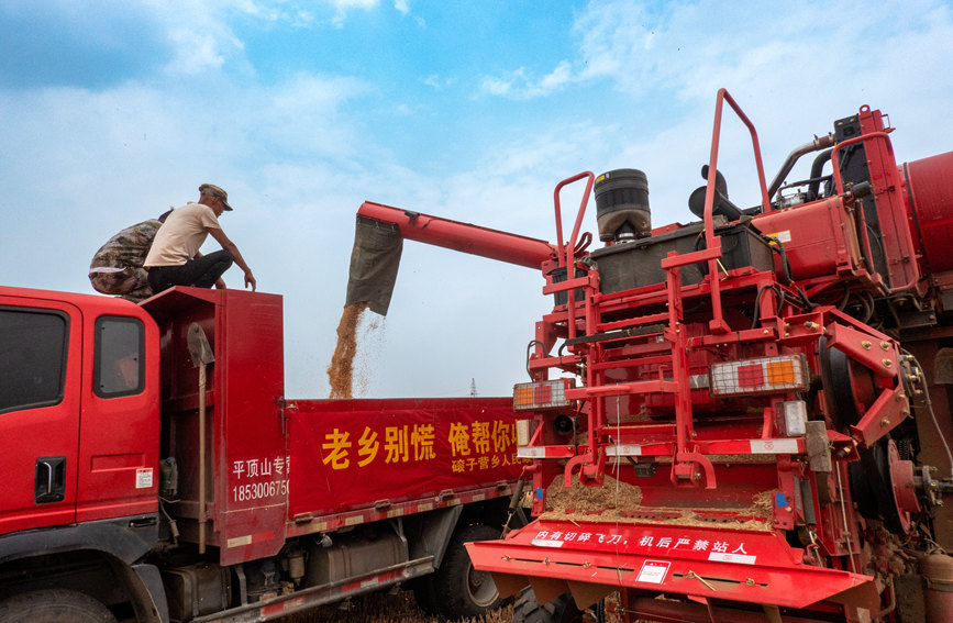 魯山縣組織多種形式的志愿隊伍，幫助困難群眾解決夏收夏種難題。葉全花攝